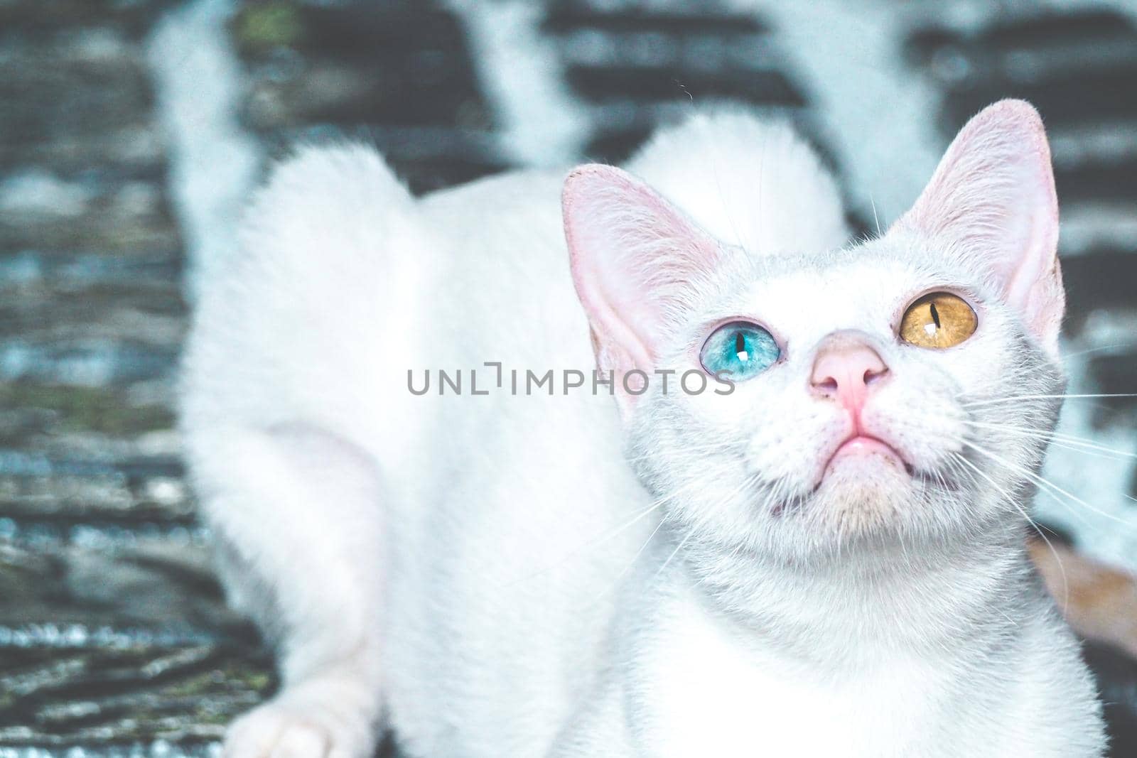 White cat with different color eyes. kitten with blue and green eye