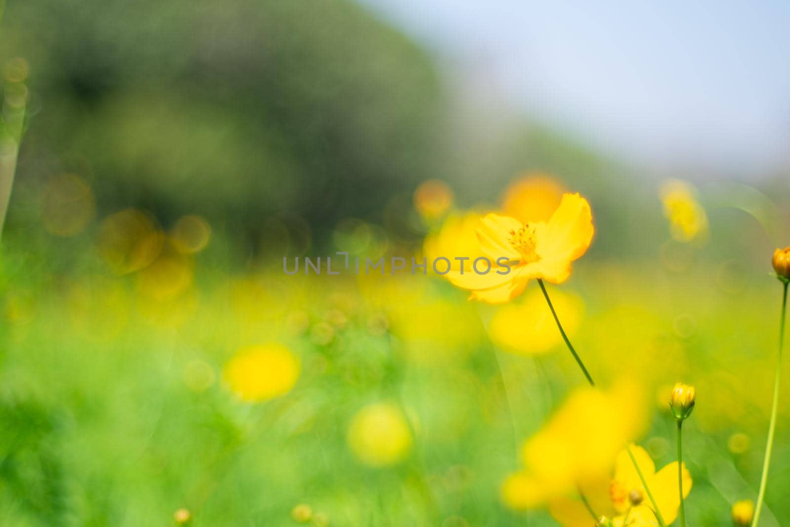 Yellow cosmos flowers with nature landscape background. cosmos flower close up view