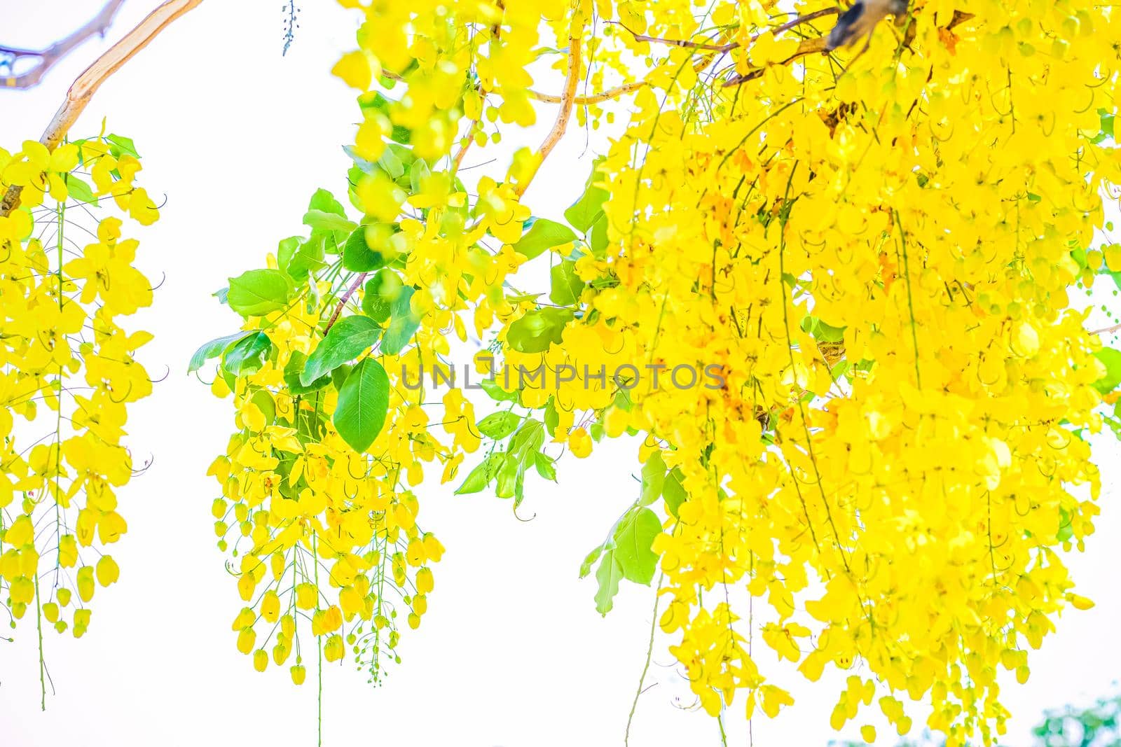 Yellow flowers in bloom. Beautiful bouquet with tropical flowers and plants on white background. Yellow wisteria.