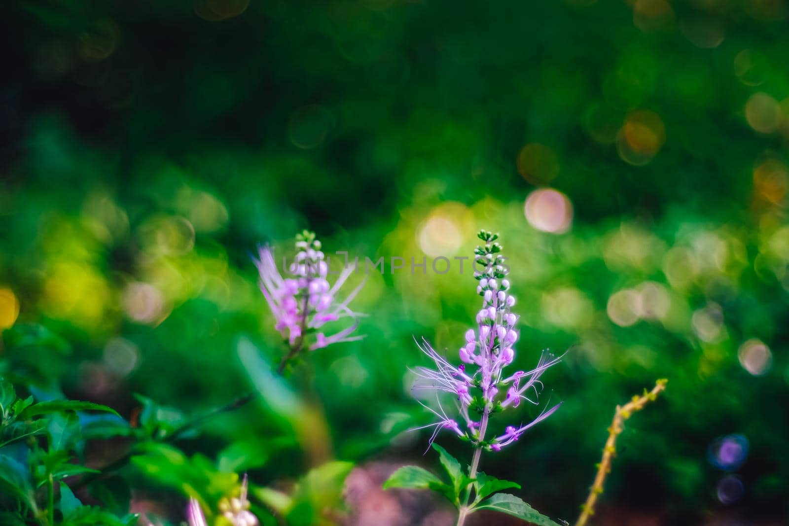 Close up violet lavender purple flower in morning sunlight nature background