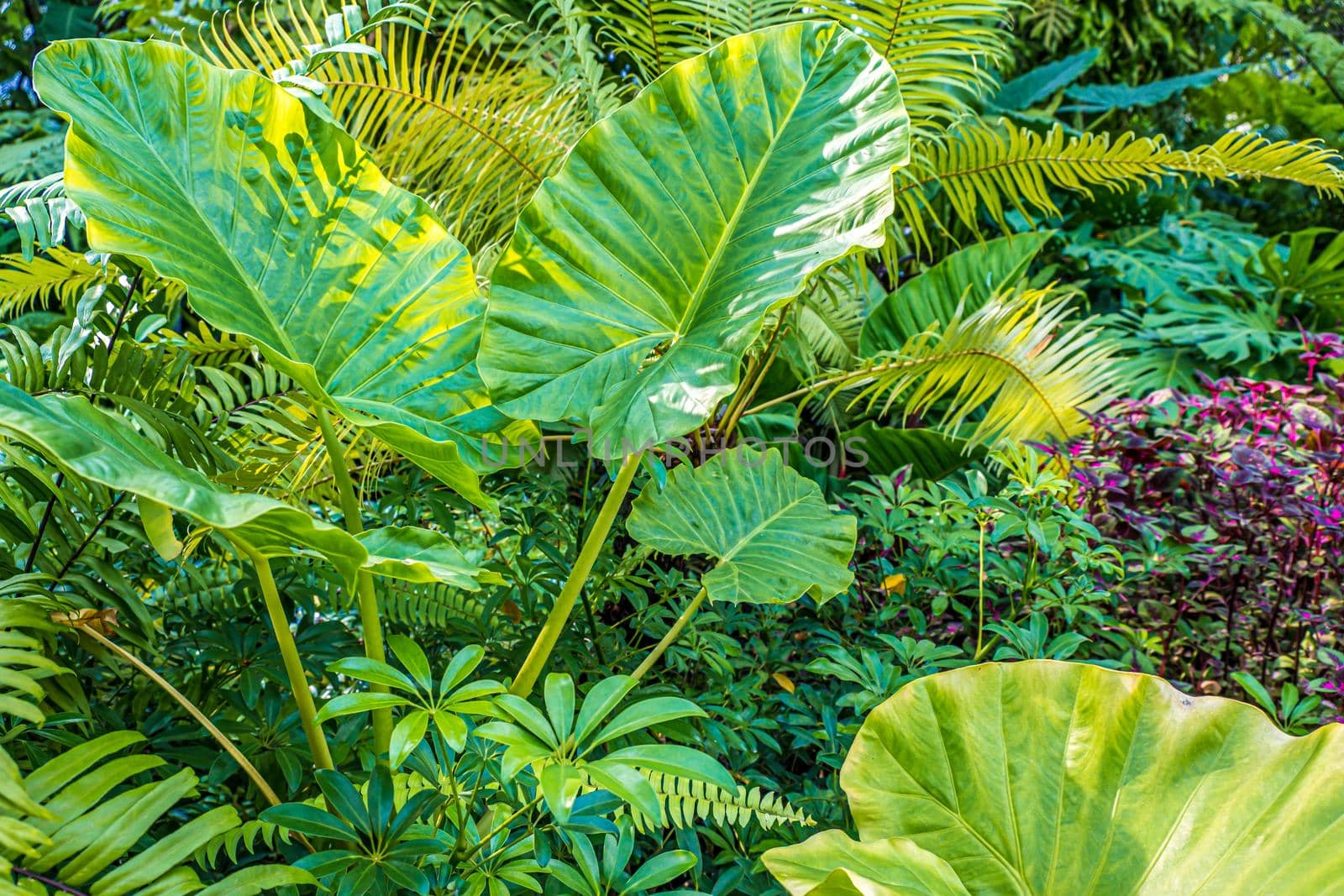Green nature of Fern and trees in tropical garden nature background by Petrichor