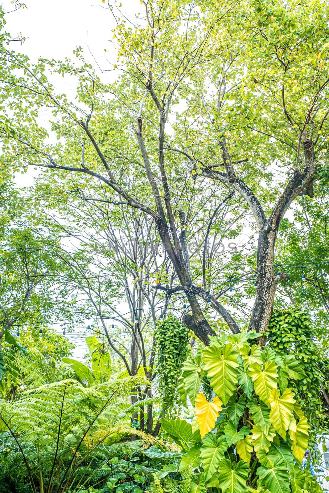 Green nature of Fern and trees in tropical garden nture background. by Petrichor