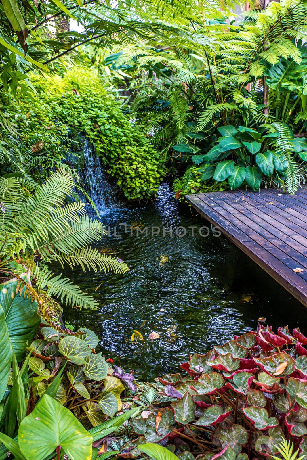 Green nature of Fern and trees in tropical garden nture background. by Petrichor