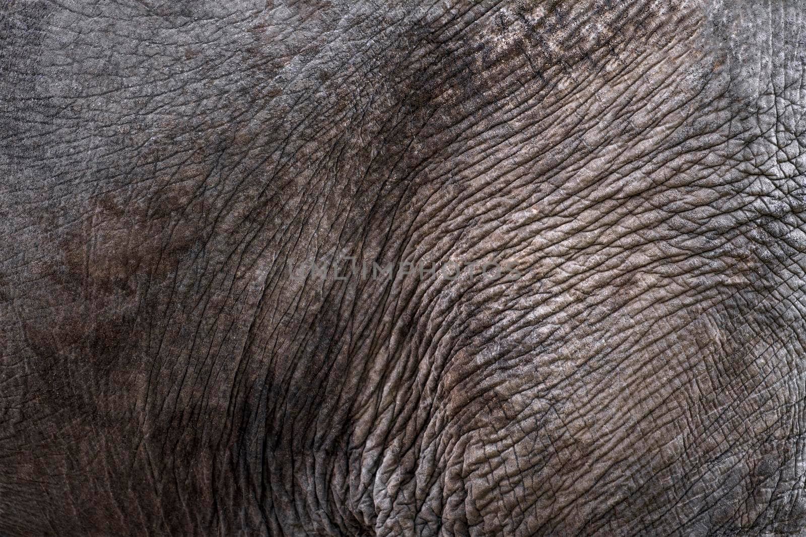 The texture of the skin of an African elephant close-up. Elephant skin, wrinkles and irregularities of an adult elephant