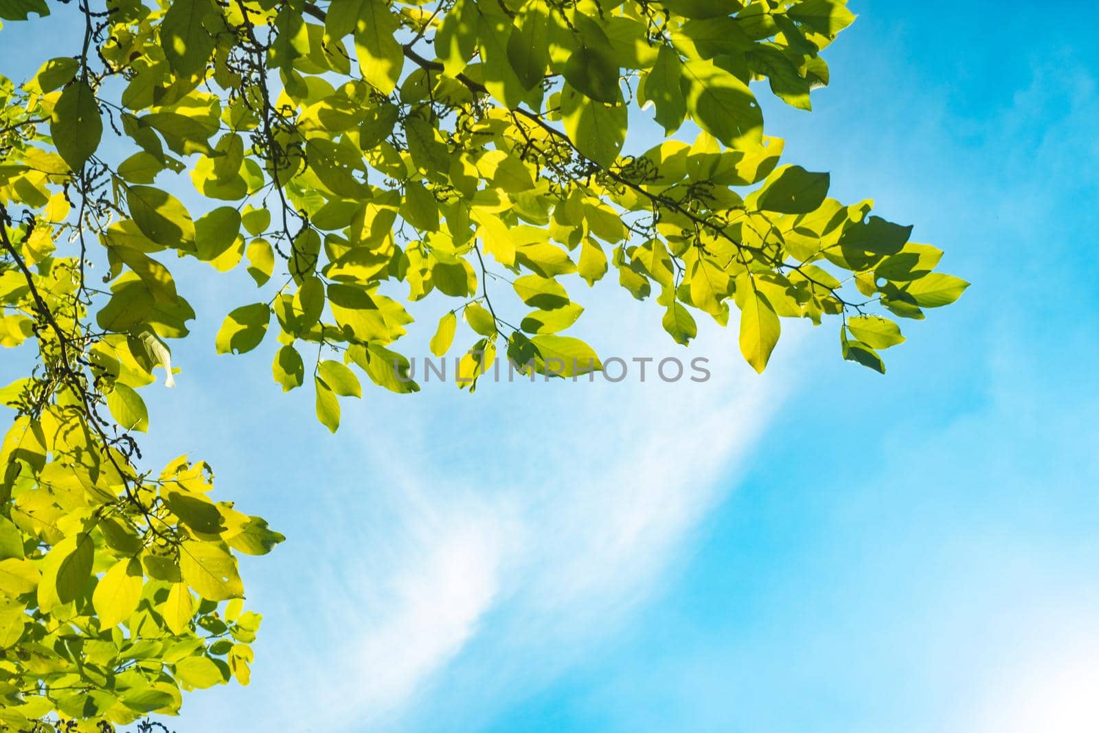 green young leaves and sun on blue sky. fresh foliage and blue sky, ideal as a nature background with bright vibrant colors