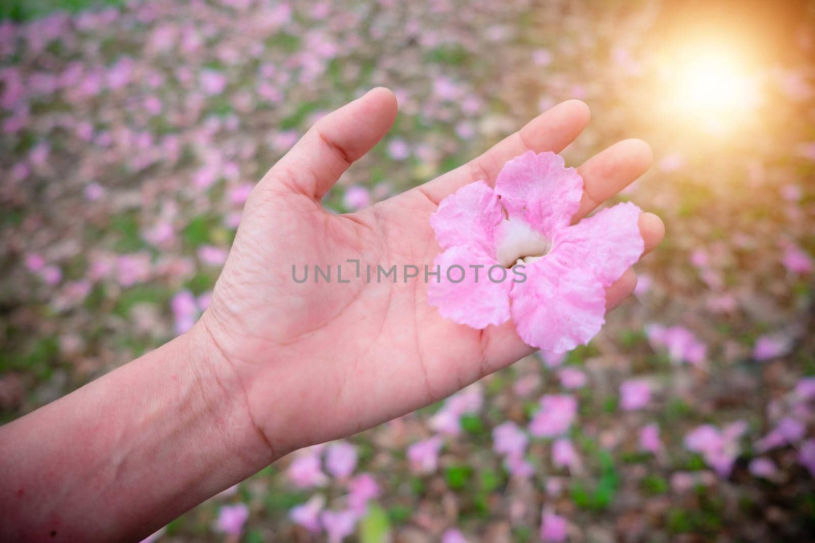 Little pink flower blooming in a woman hand nature concept bakground