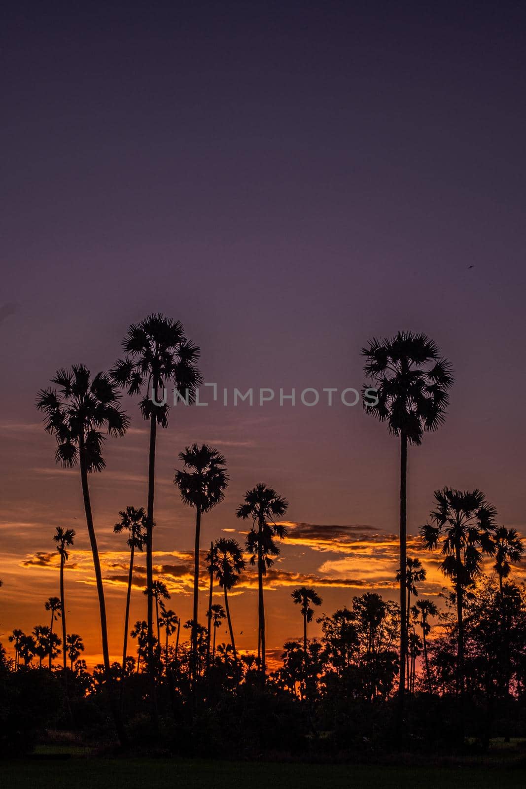 Palm tree silhouette background. California sunset landscape. Tropical forest and mountains. Sunset orange sky. Nature panorama.