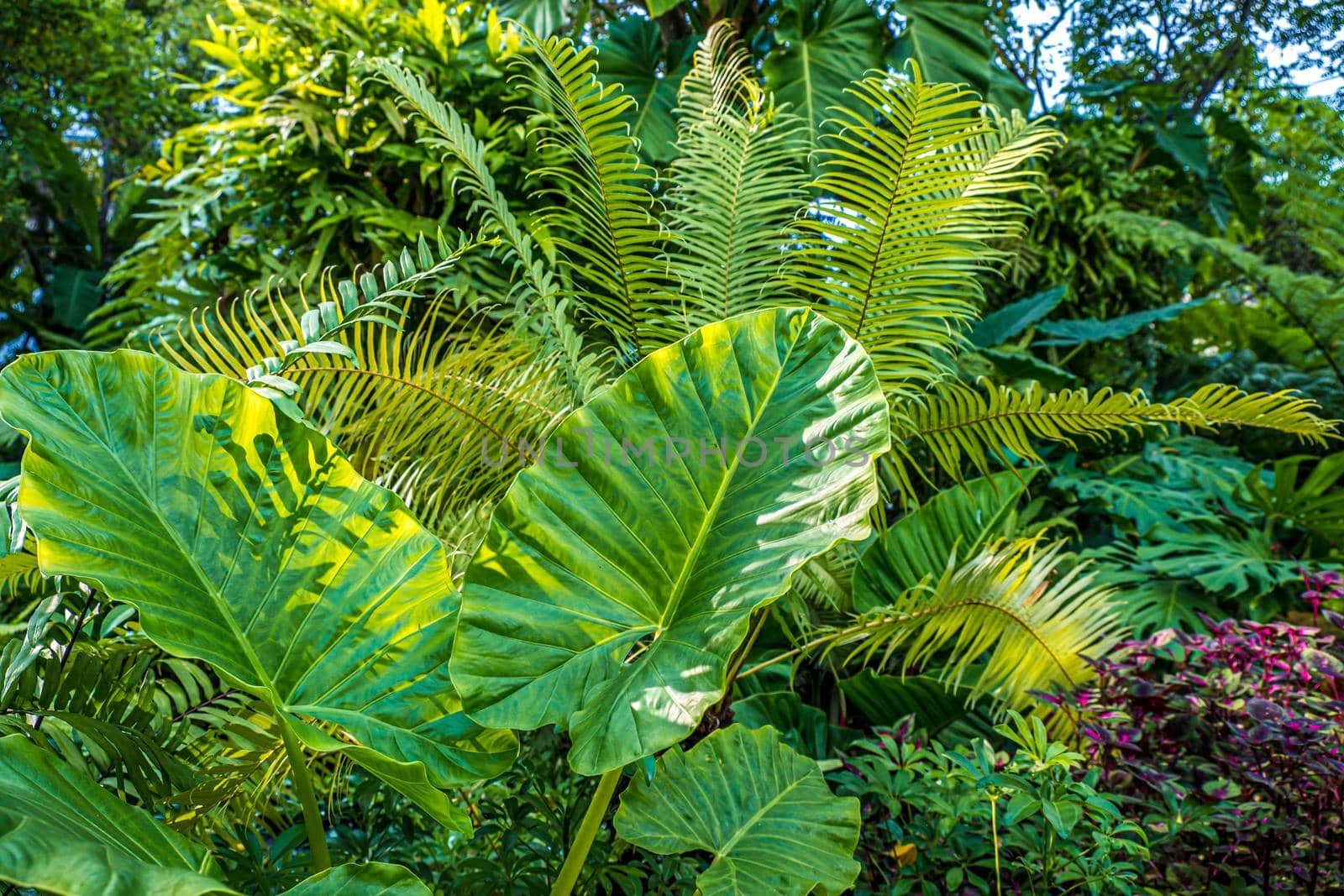 Green nature of Fern and trees in tropical garden nature background