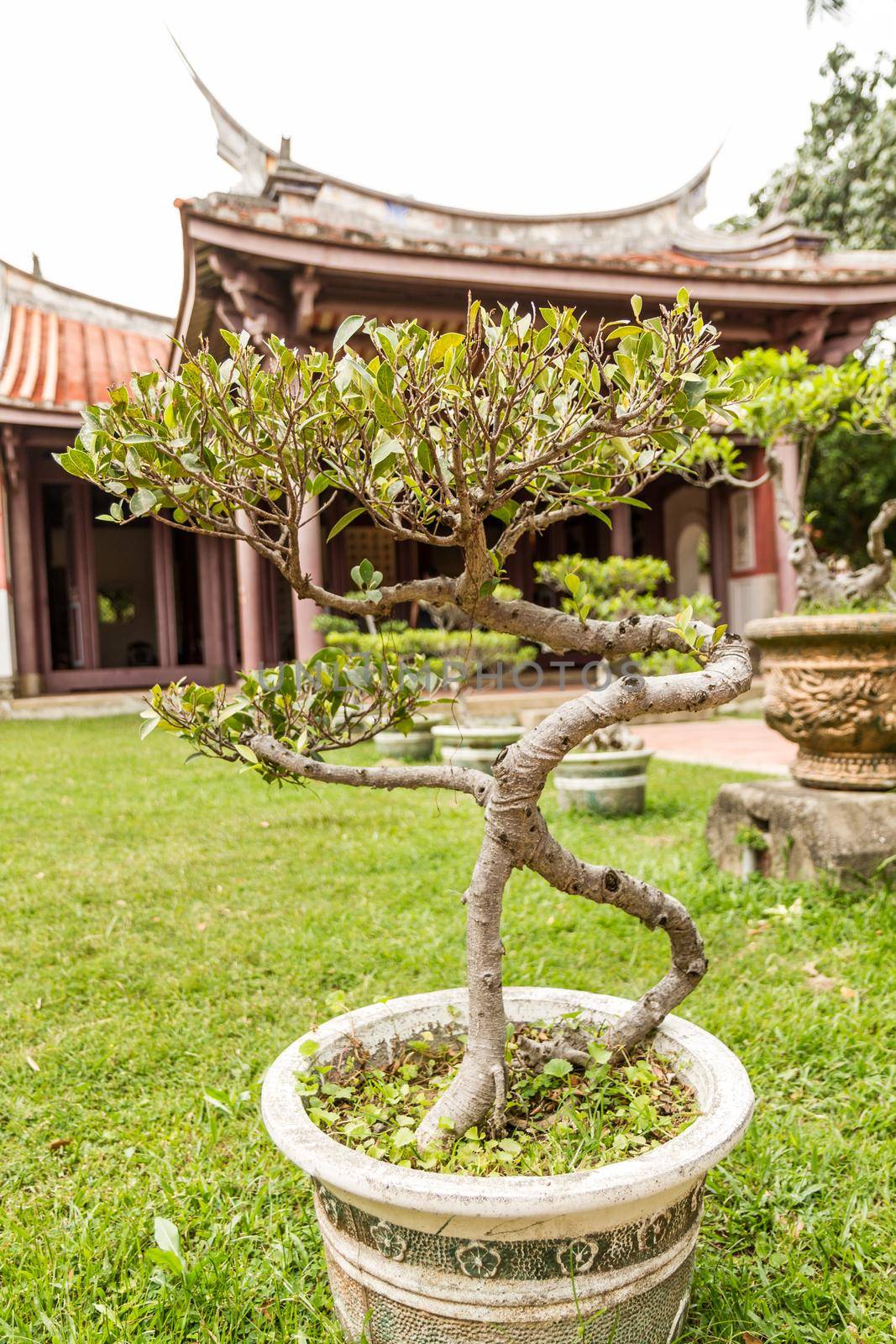 A Confuscius temple with bonsai plansts in front
