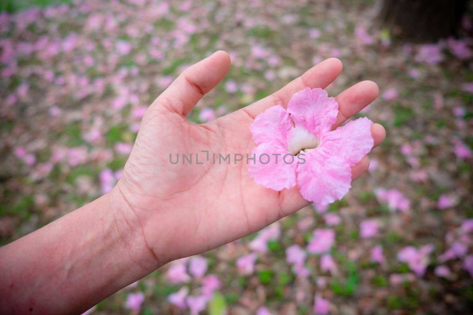 Little pink flower blooming in a woman hand nature concept bakground