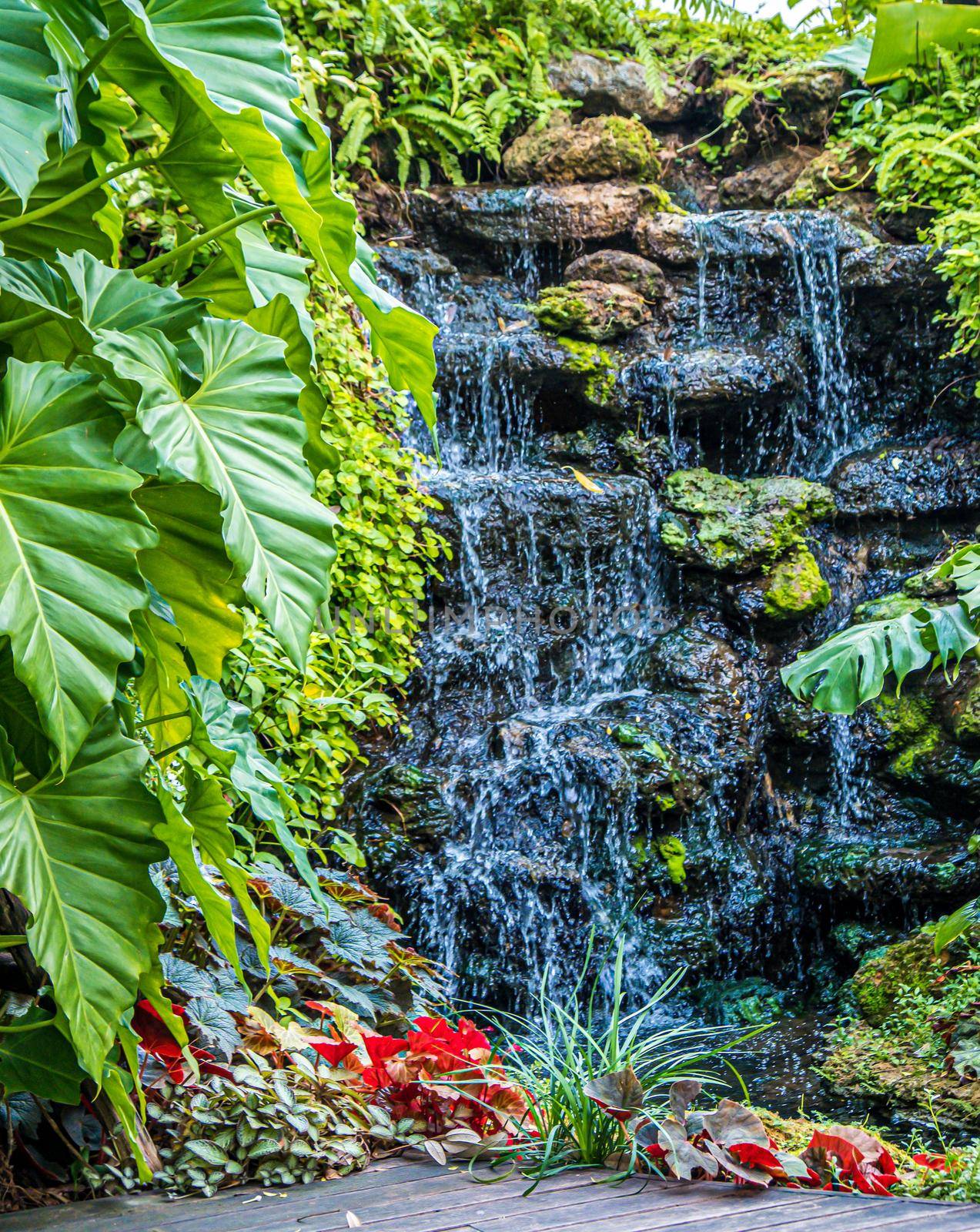 water fall with green leaf plant in tropical decoration graden landscape design environment.