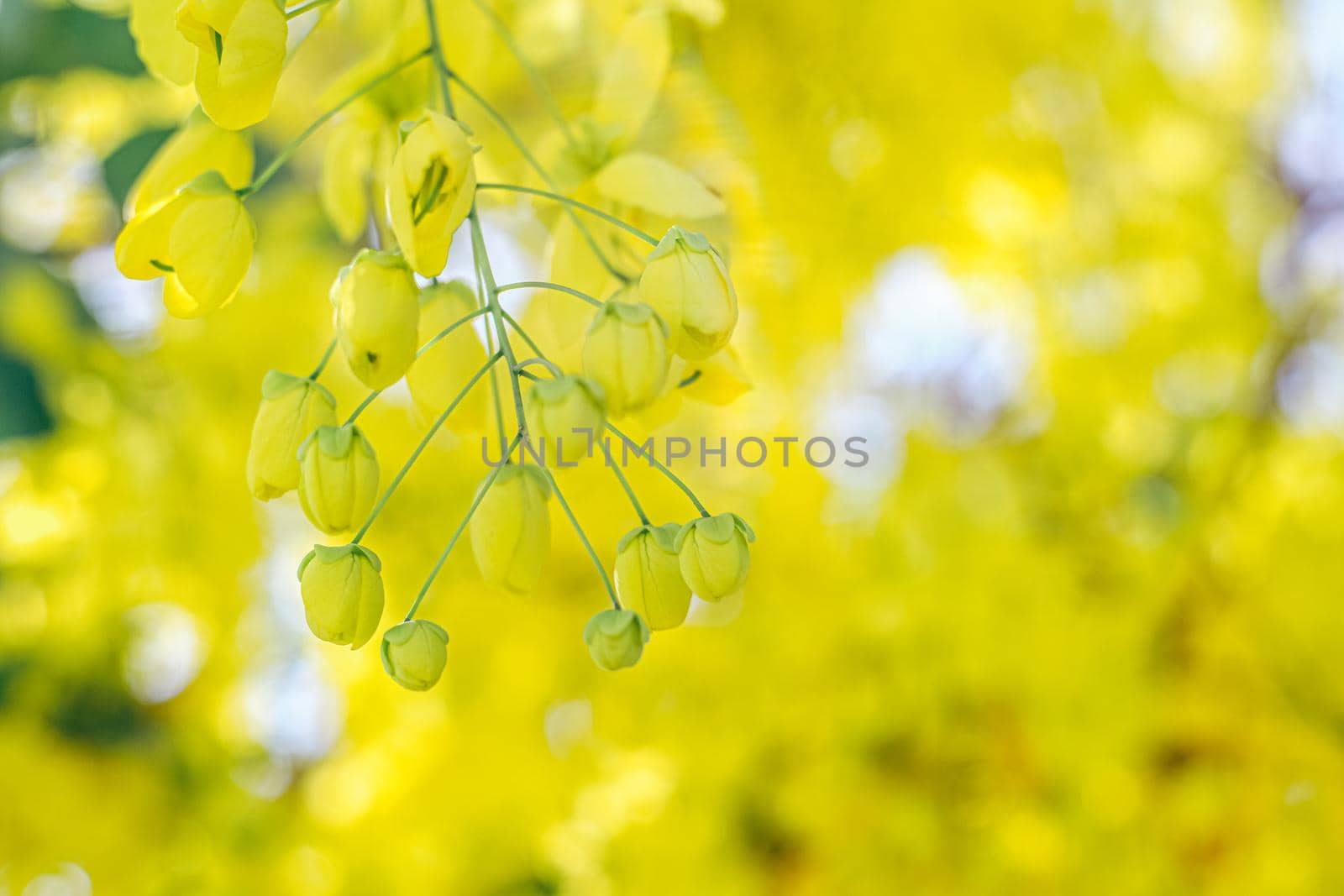Yellow flowers in bloom. Beautiful bouquet with tropical flowers and plants on white background. Yellow wisteria.