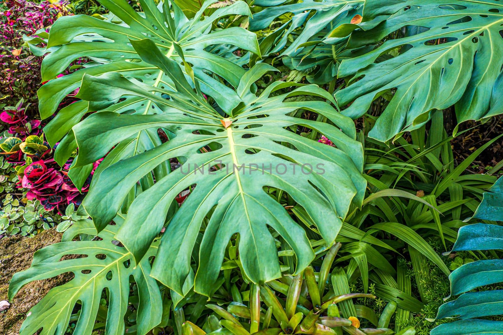 Green nature of Fern and trees in tropical garden nture background.