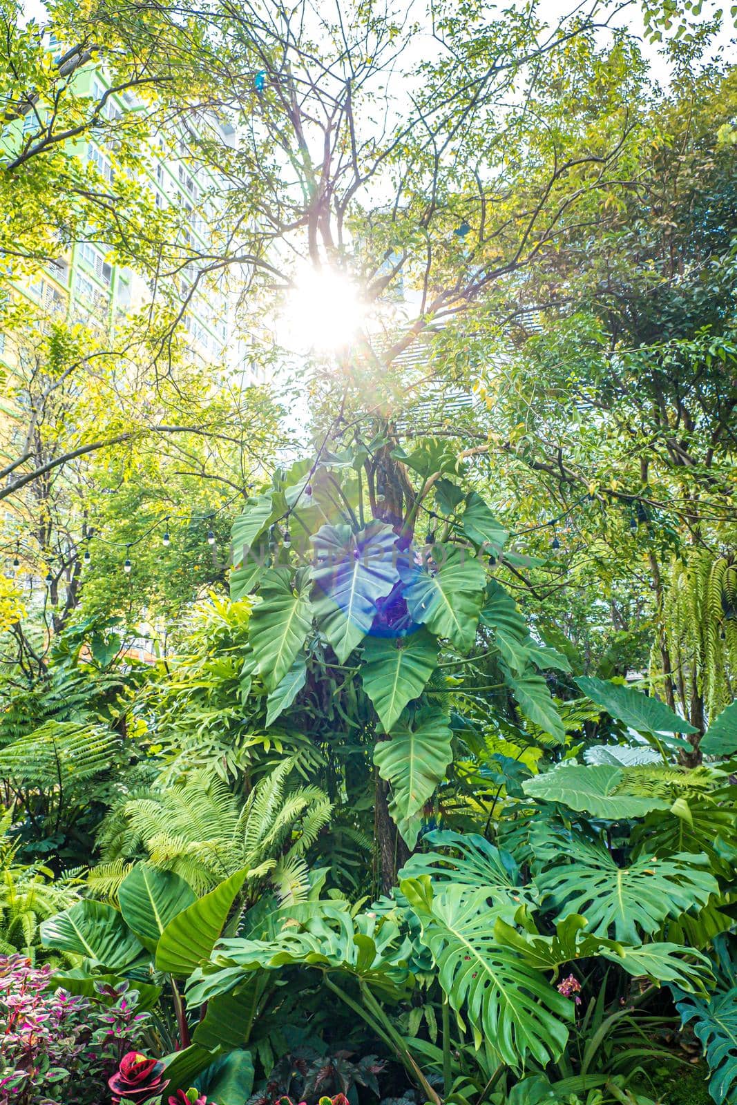 Green nature of Fern and trees in tropical garden