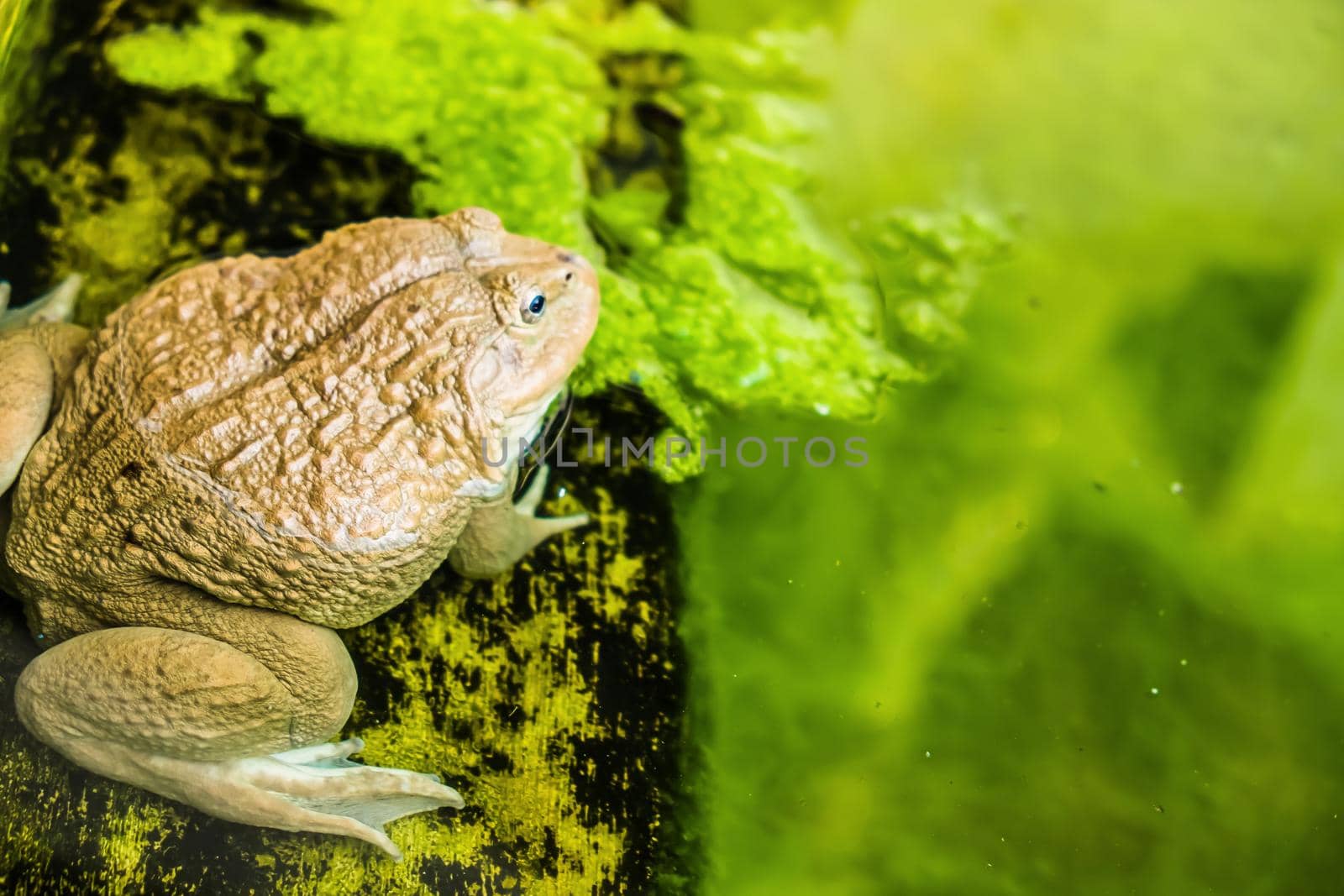 a male toad in water pond on the leaf, animal wildlife.