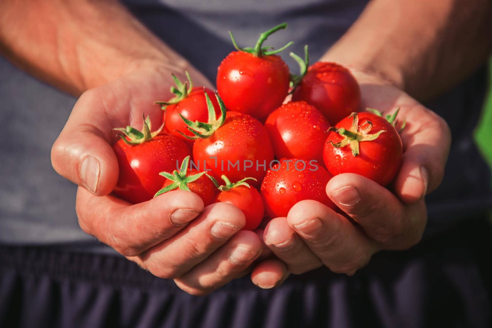 A man is holding homemade tomatoes in his hands. selective focus. summer.