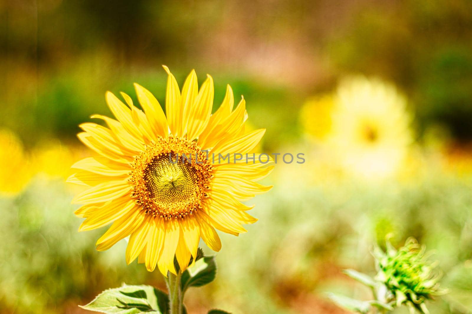 Shiny yellow sunflower on a sunny day stand against graden background. Summer natural background. Selective focus.