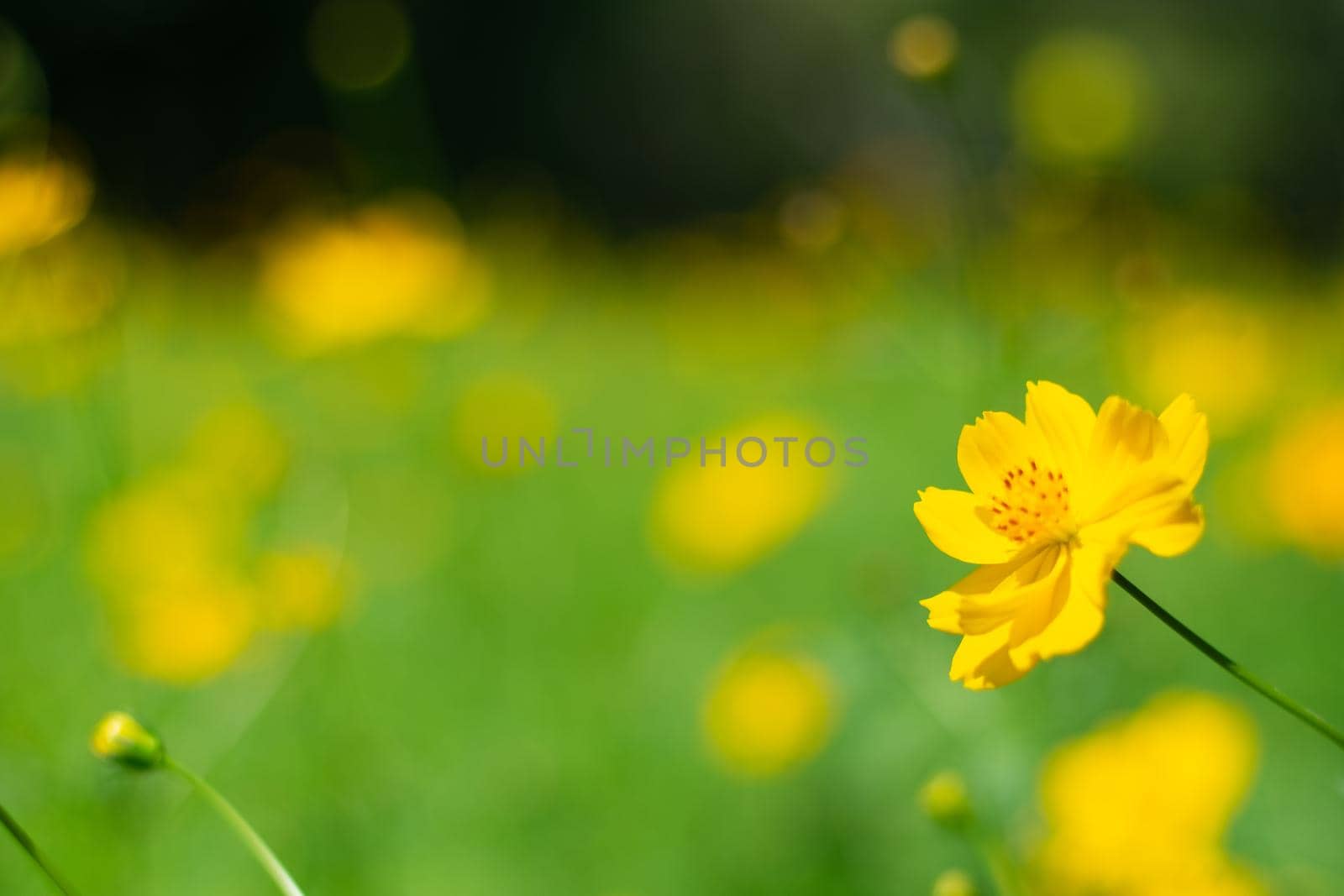 Yellow cosmos flowers with nature landscape background. cosmos flower close up view
