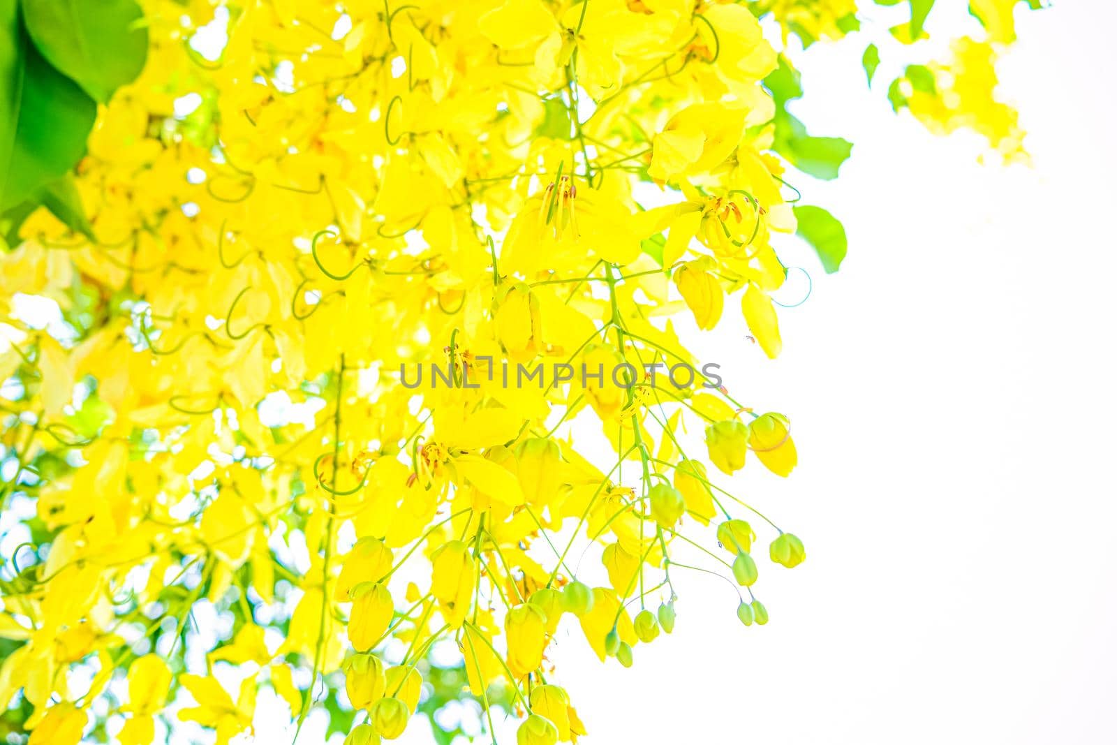 Yellow flowers in bloom. Beautiful bouquet with tropical flowers and plants on white background. Yellow wisteria.