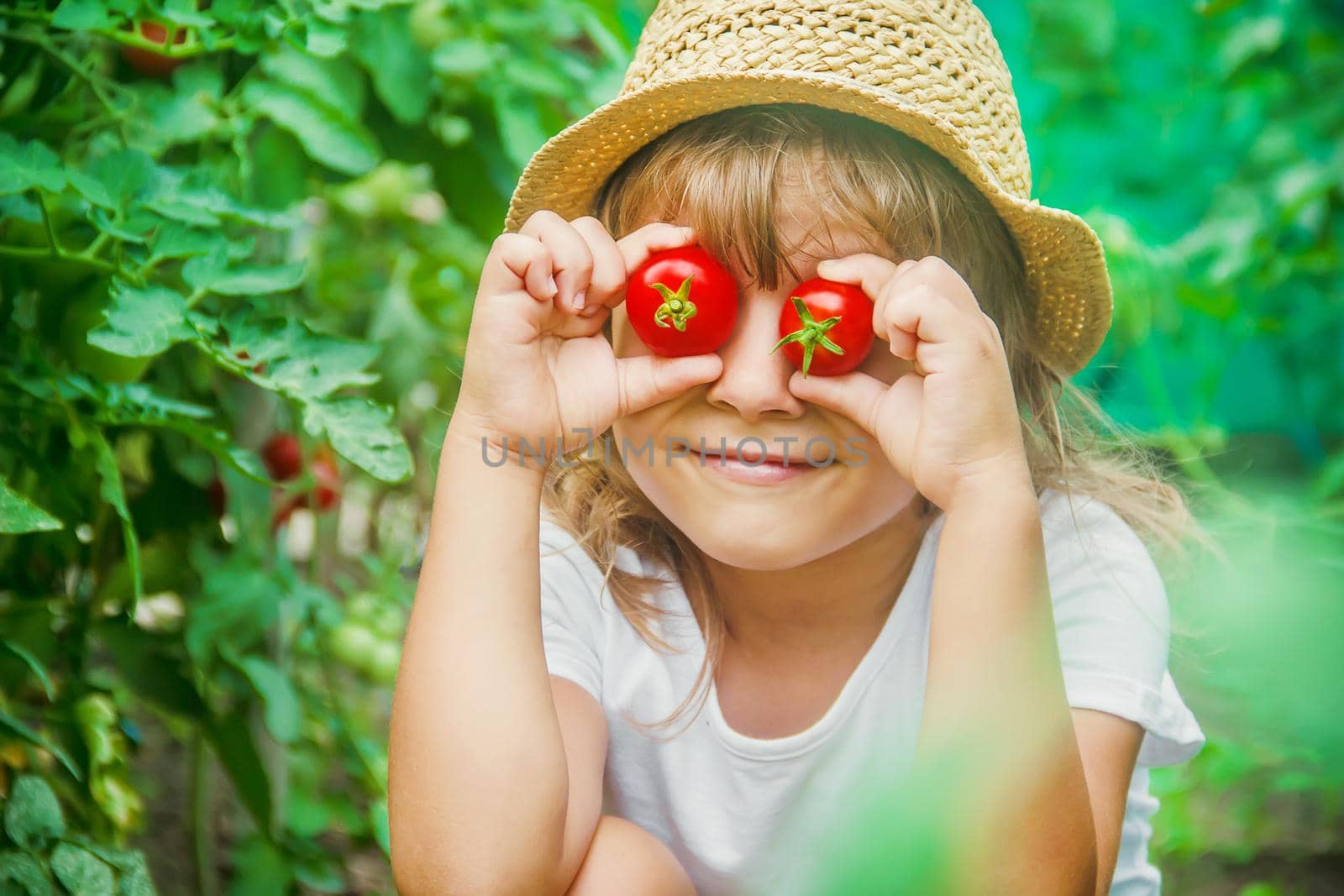 child collects a harvest of homemade tomatoes. selective focus. nature.