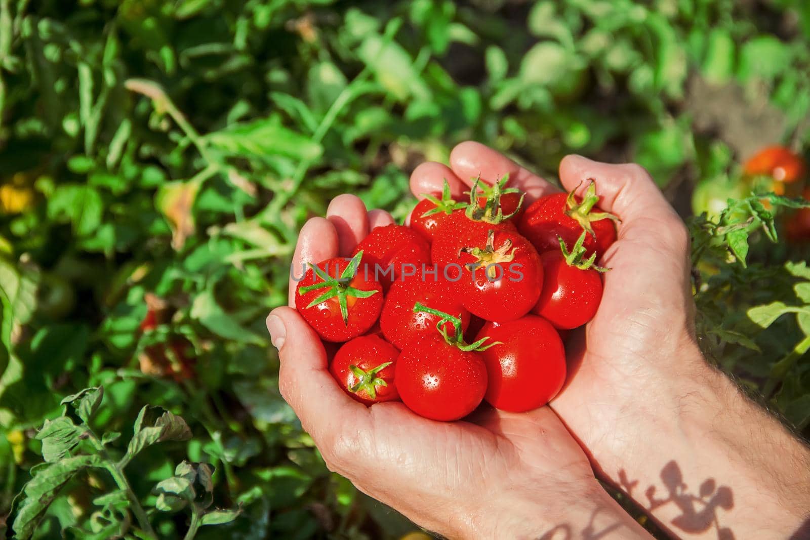 A man is holding homemade tomatoes in his hands. selective focus. summer.