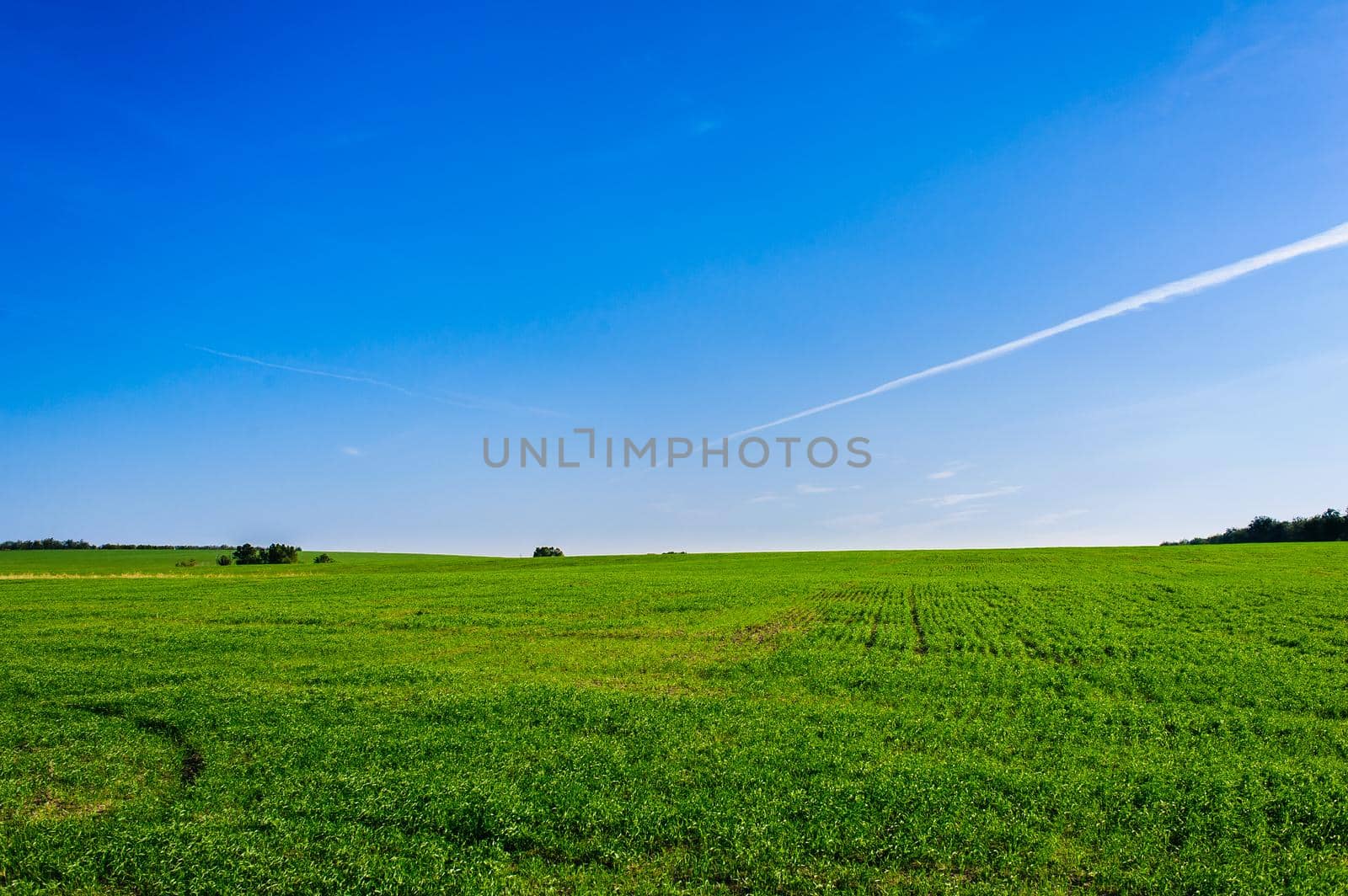Green Field of wheat, blue sky and sun, white clouds. wonderland