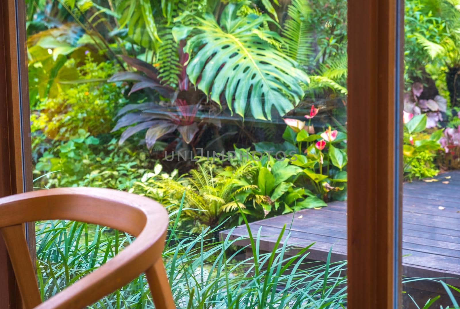 Green nature of Fern and trees in tropical garden