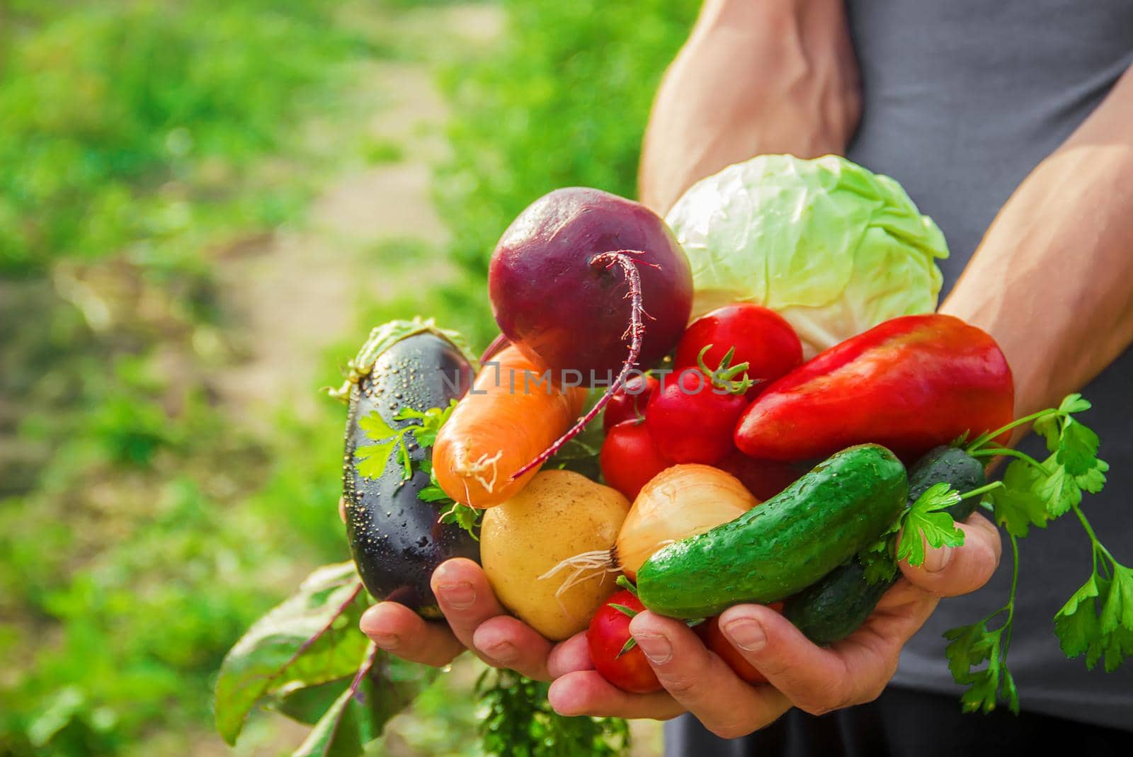 homemade vegetables in the hands of men. harvest. selective focus. summer.