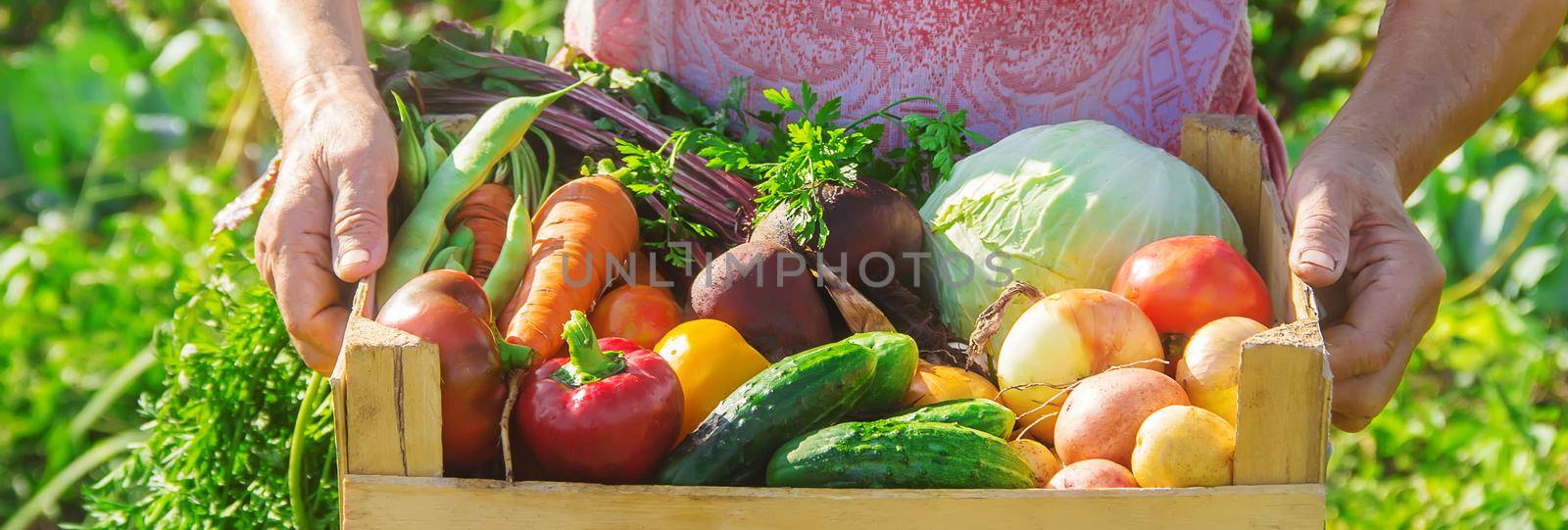 grandmother in the garden gather the harvest. Selective focus. nature.