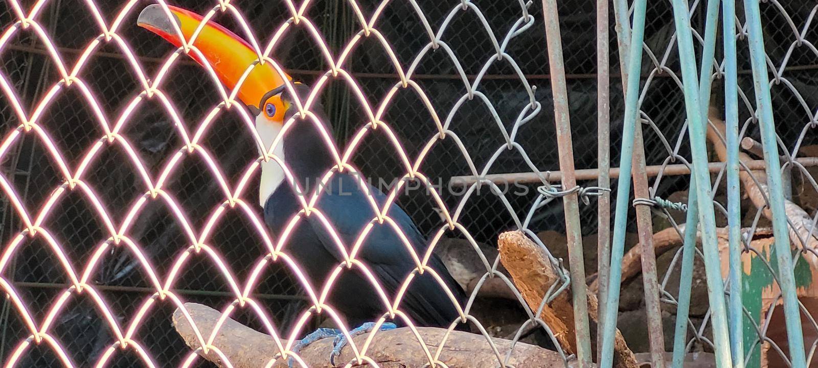 Brazilian toucan in keeper in the interior of Brazil in zoo