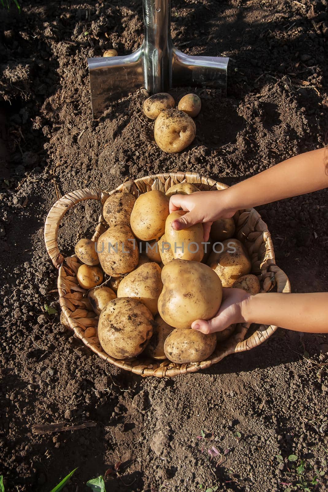 organic homemade vegetables harvest potatoes. Selective focus. nature