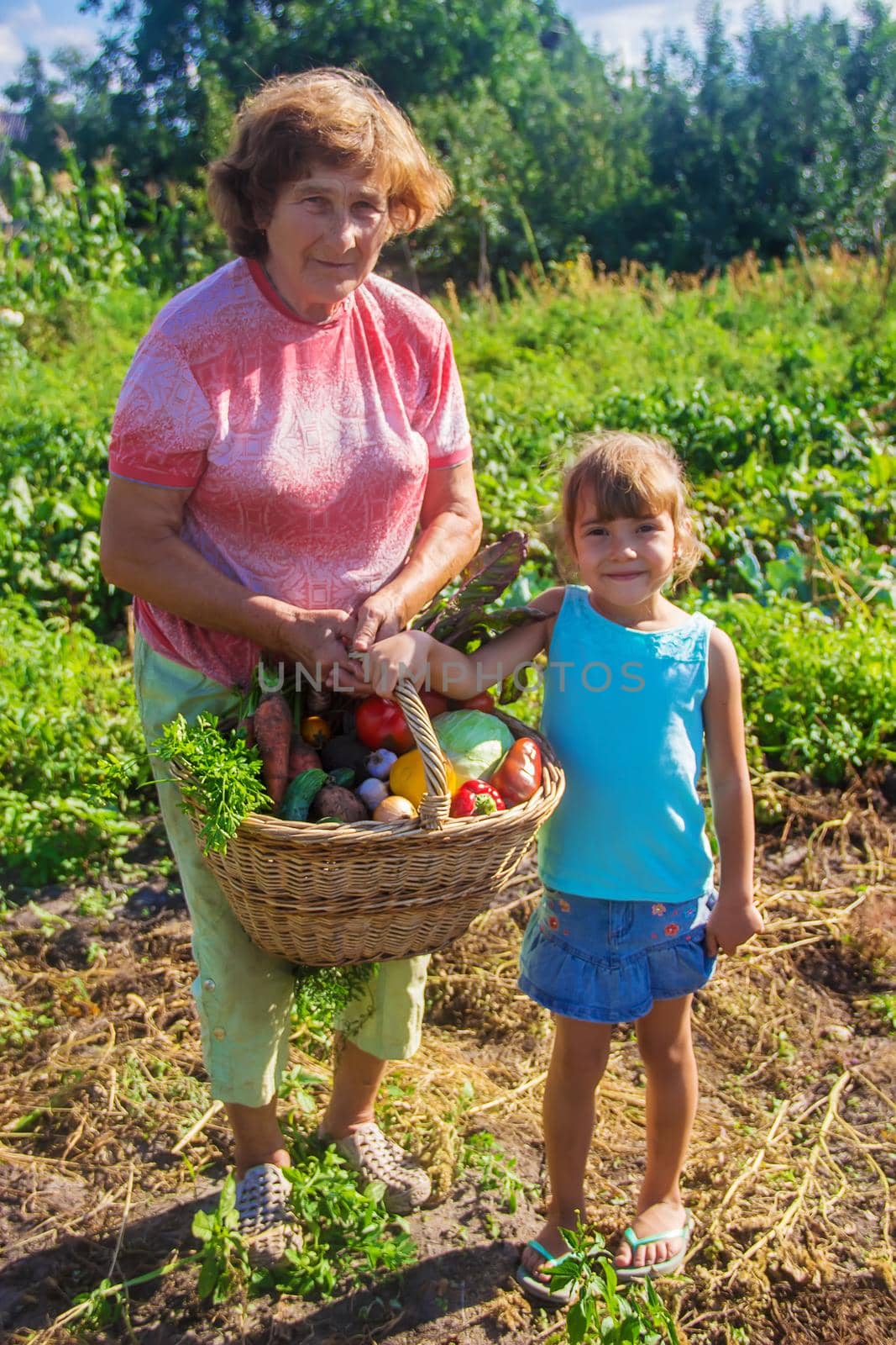 grandmother and granddaughter in the garden gather the harvest. Selective focus. nature.