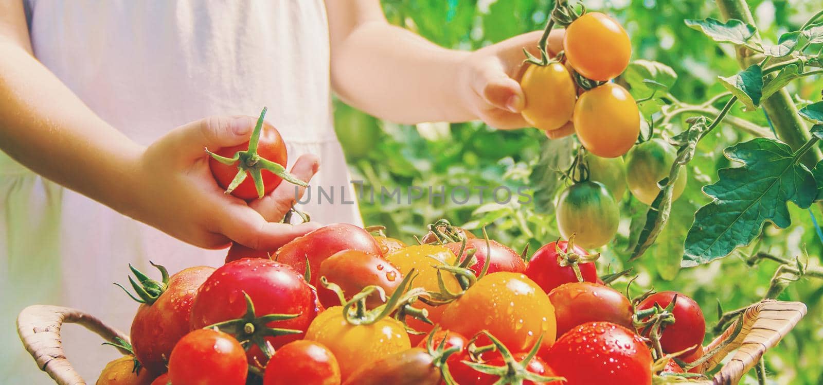 child collects a harvest of homemade tomatoes. selective focus. by yanadjana