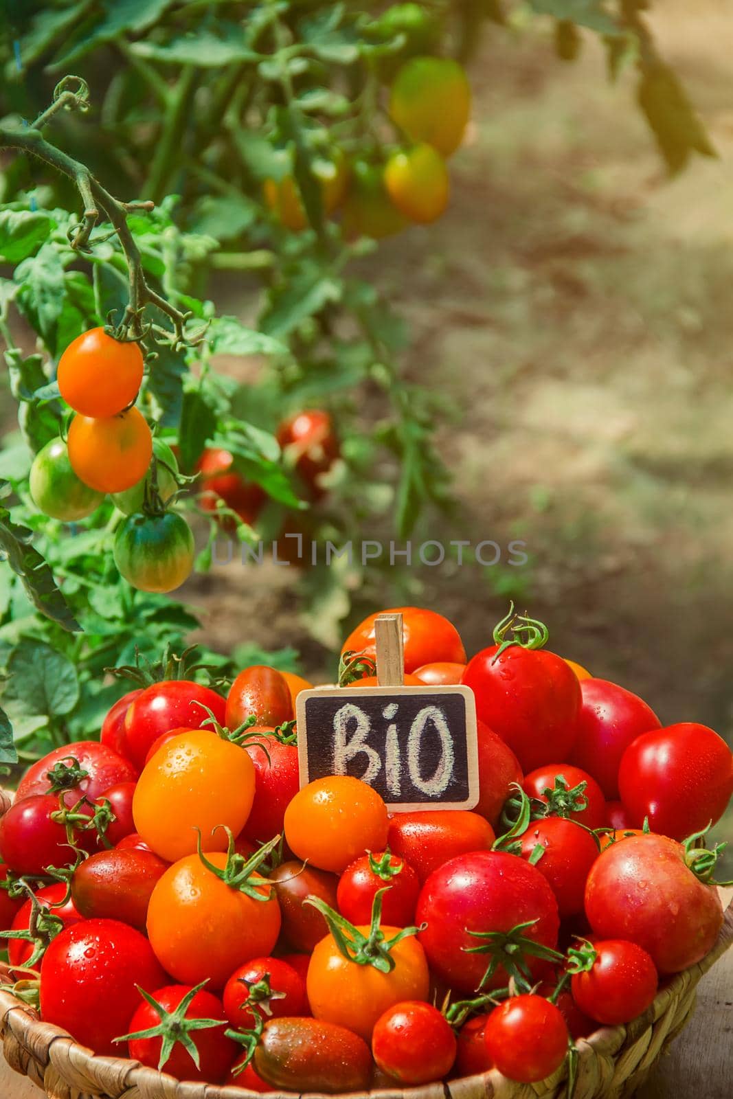 Homemade tomatoes in the basket. Selective focus. by yanadjana