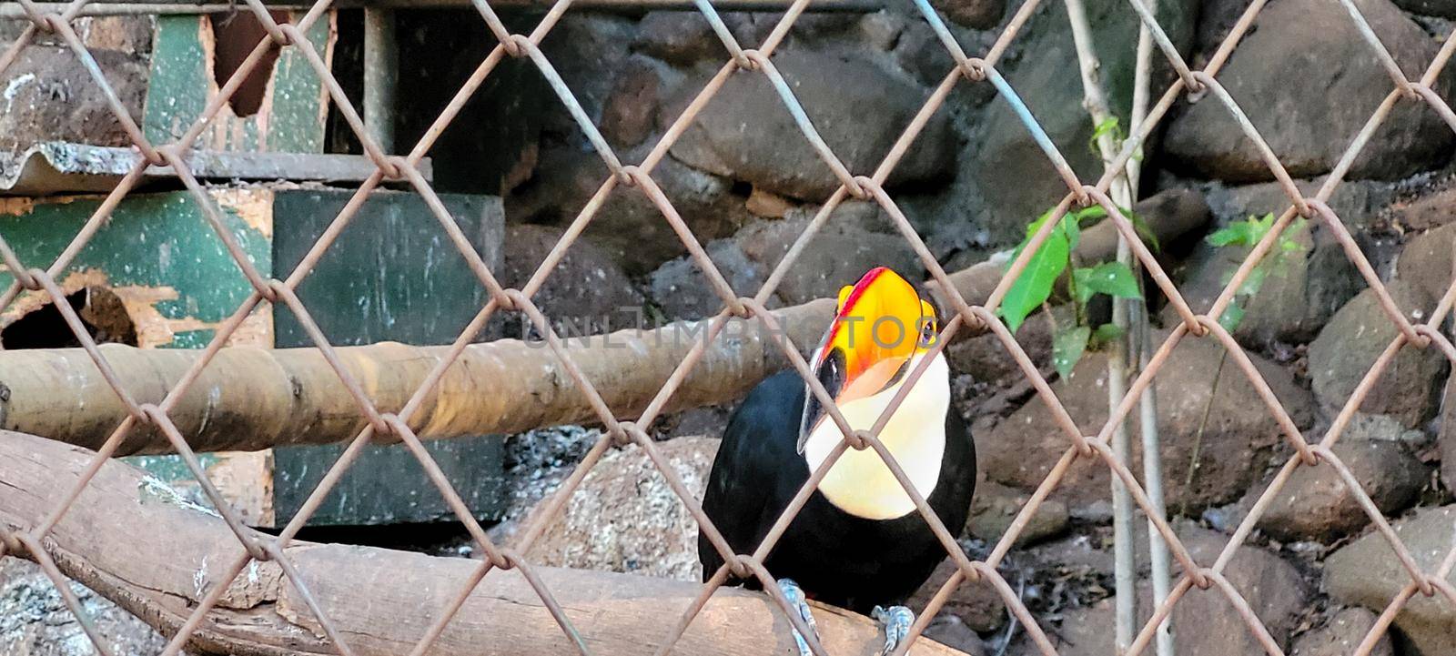 Brazilian toucan in keeper in the interior of Brazil in zoo