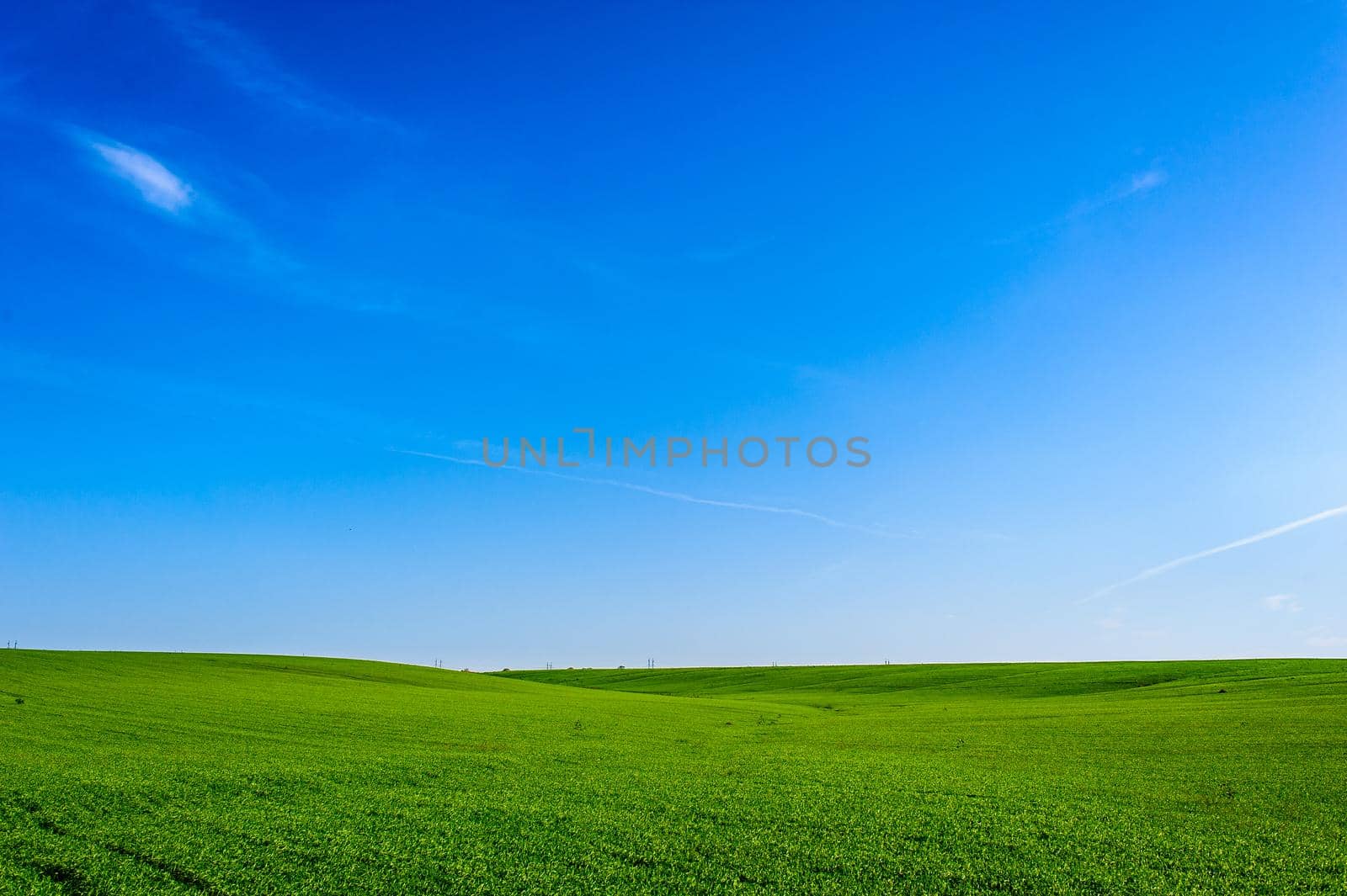 Green Field of wheat, blue sky and sun, white clouds. wonderland