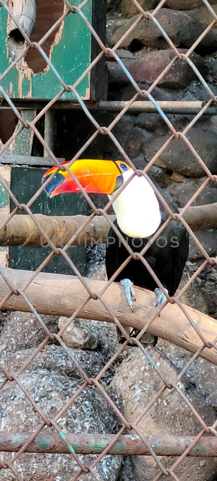 Brazilian toucan on a keeper in the interior of Brazil by sarsa