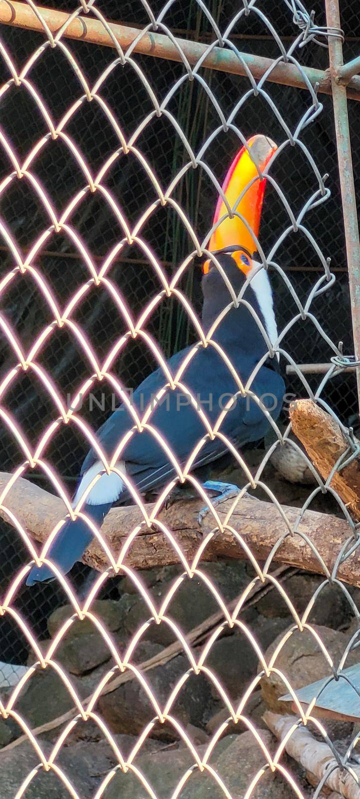 Brazilian toucan in keeper in the interior of Brazil in zoo