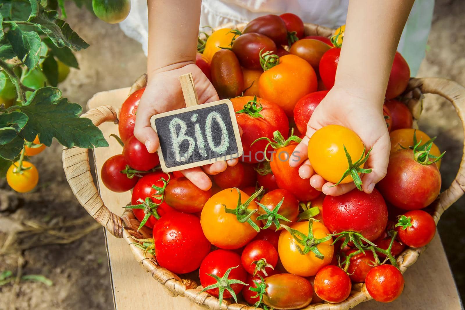 child collects a harvest of homemade tomatoes. selective focus. nature.