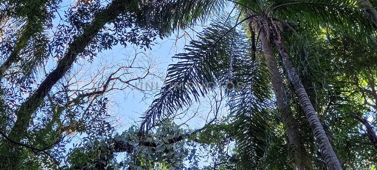 tropical tree with green leaves in forest in the interior of Brazil