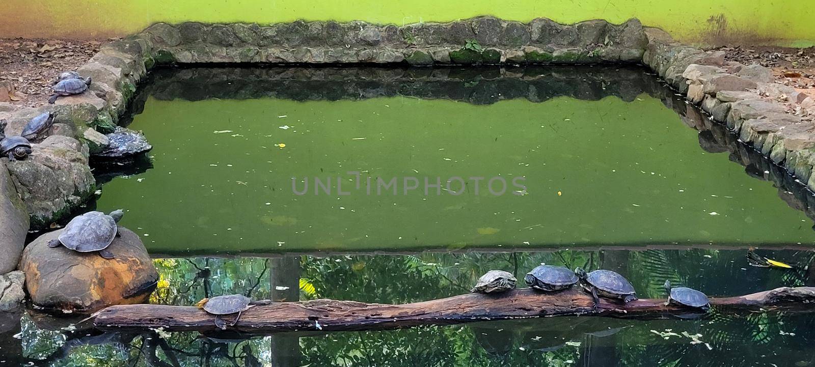 turtles in tropical lake leaning on logs in Brazil