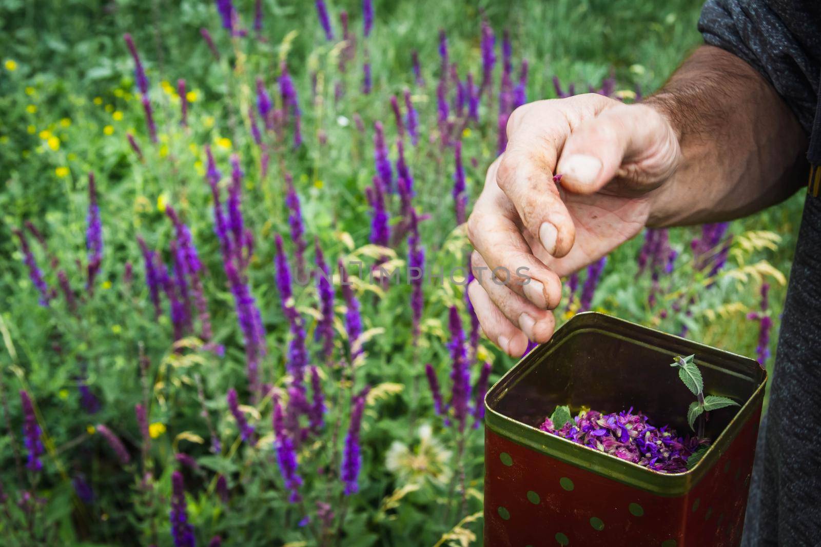 Collection of medicinal herbs. The herbalist collects sage. Herbal treatment. natural medicine. Herbal collection. Agronomist checks the quality of the crop.