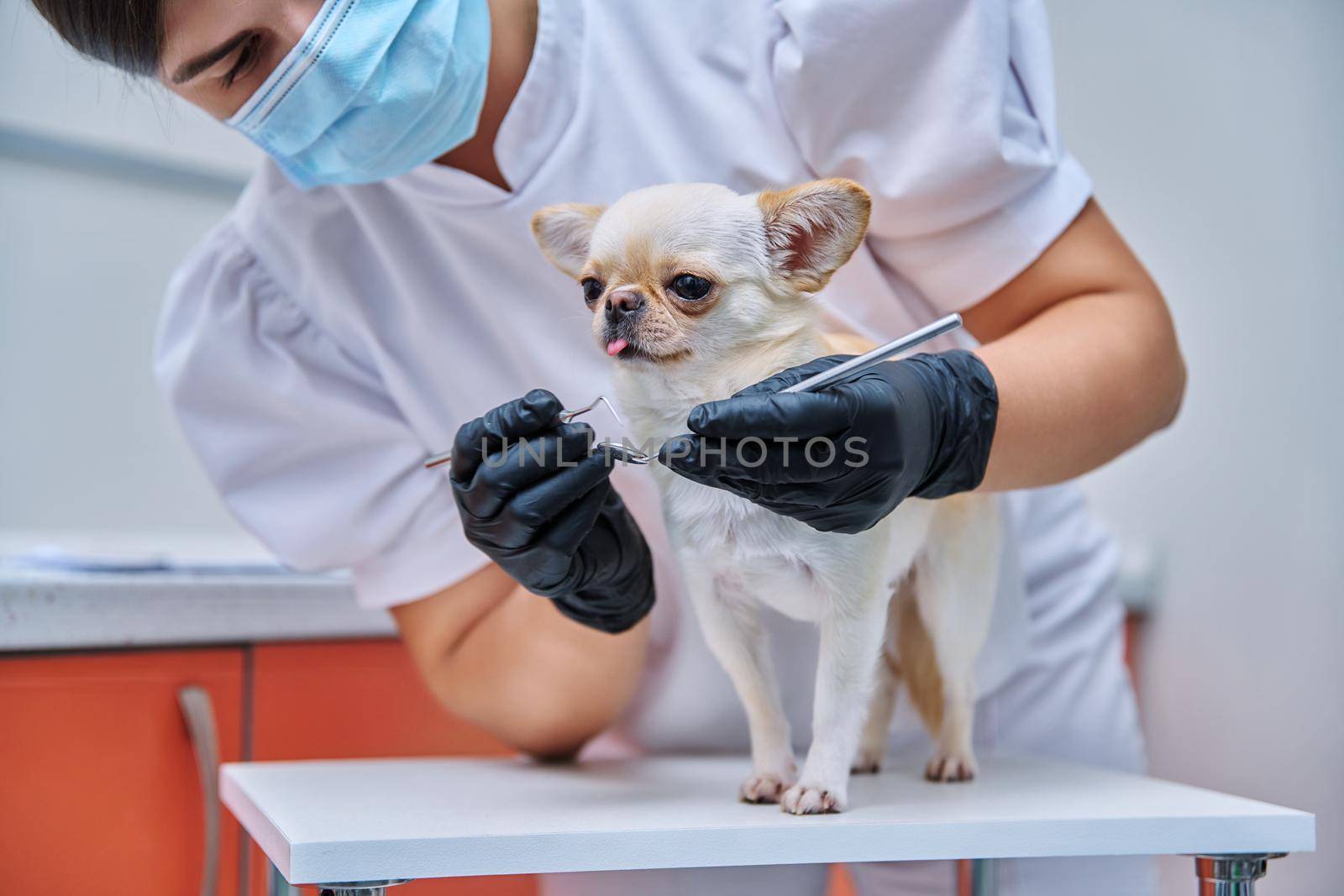 Small chihuahua dog being examined by a dentist doctor in a veterinary clinic. Pets, medicine, hygiene, care, animals concept