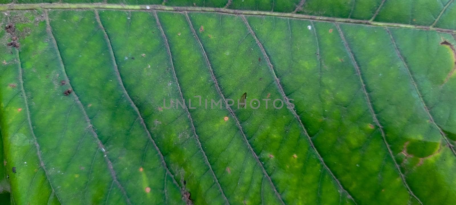 abstract tropical green leaf with texture, which can be used as background