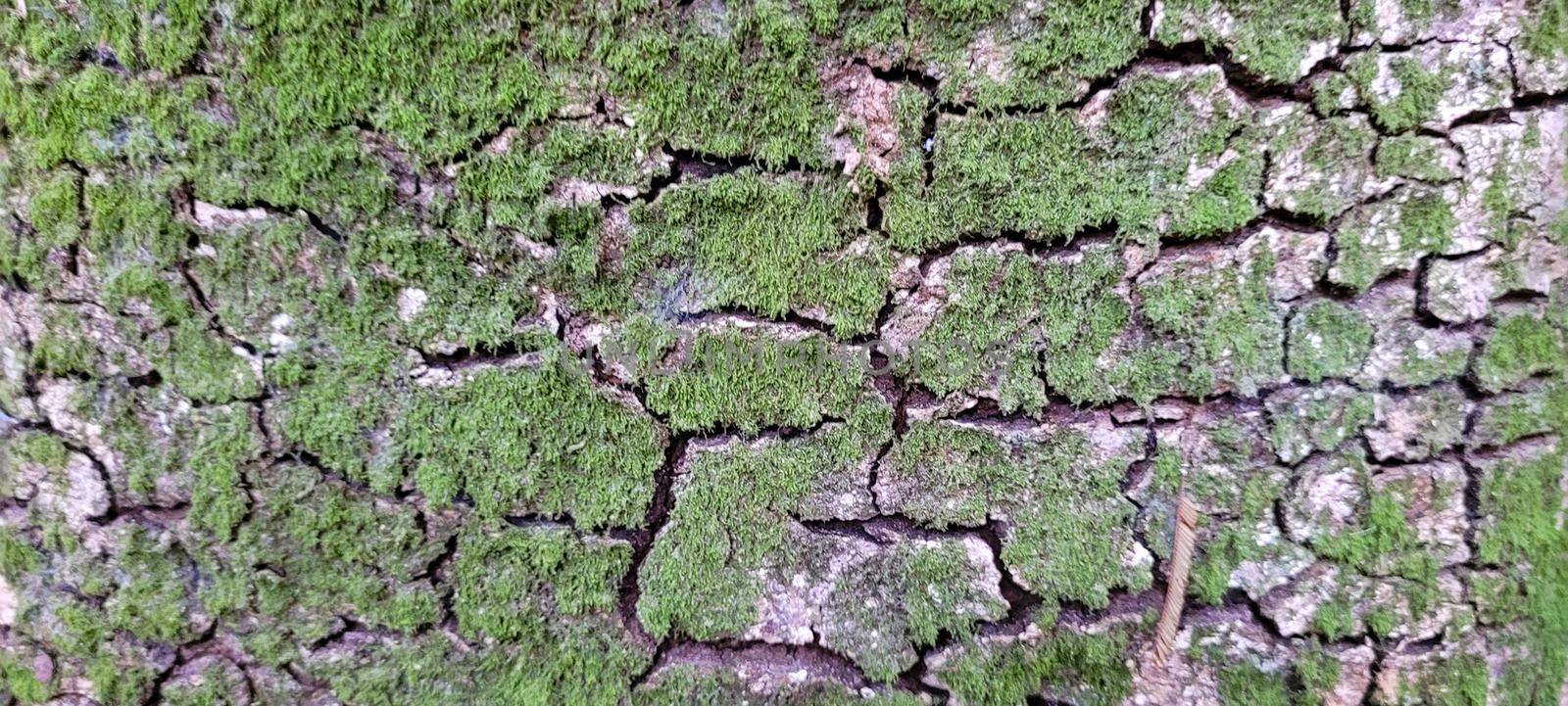 tree bark with rustic texture, in national park in brazil