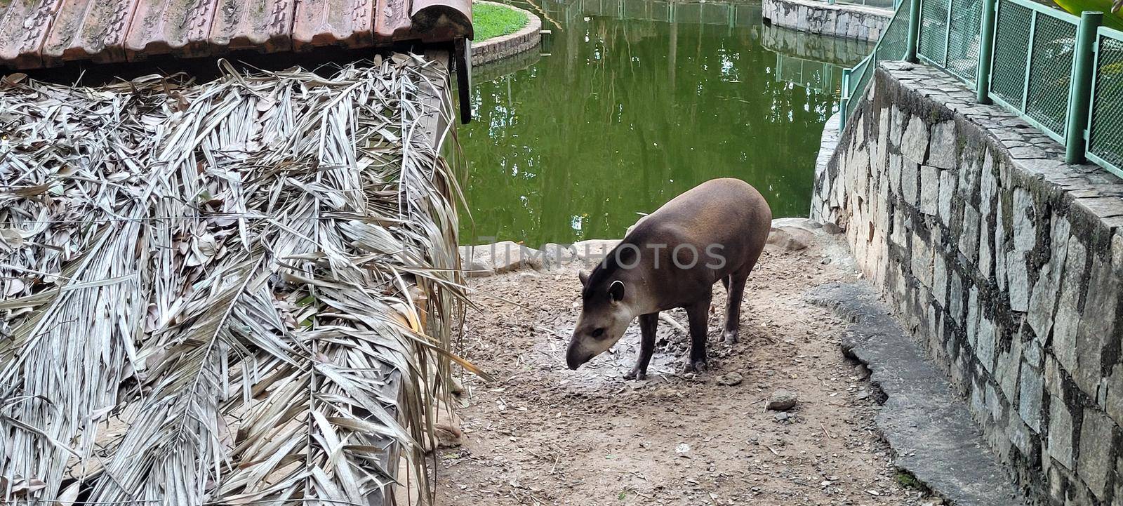 Brazilian tapir in zoo in tropical lagoon, with green in sunny day