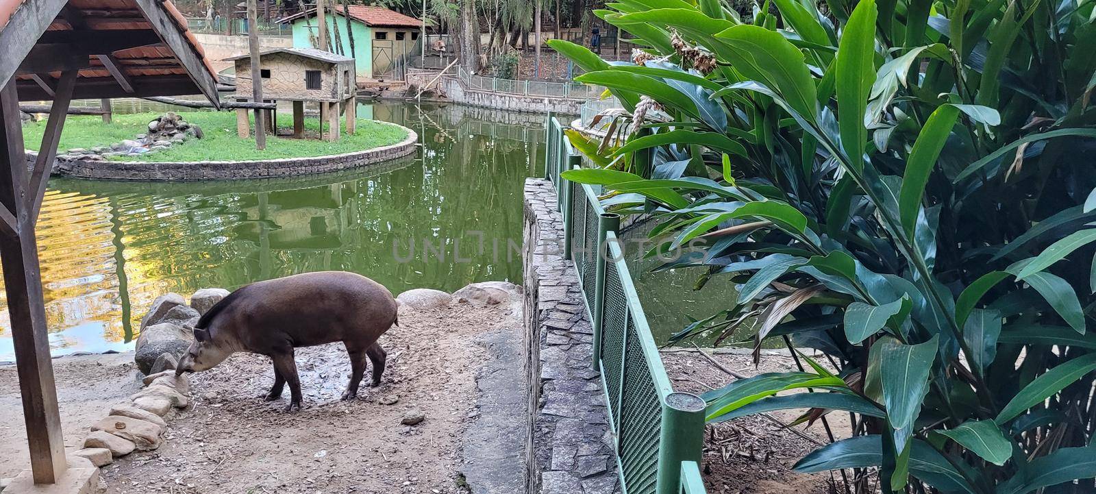 Brazilian tapir in zoo in tropical lagoon by sarsa