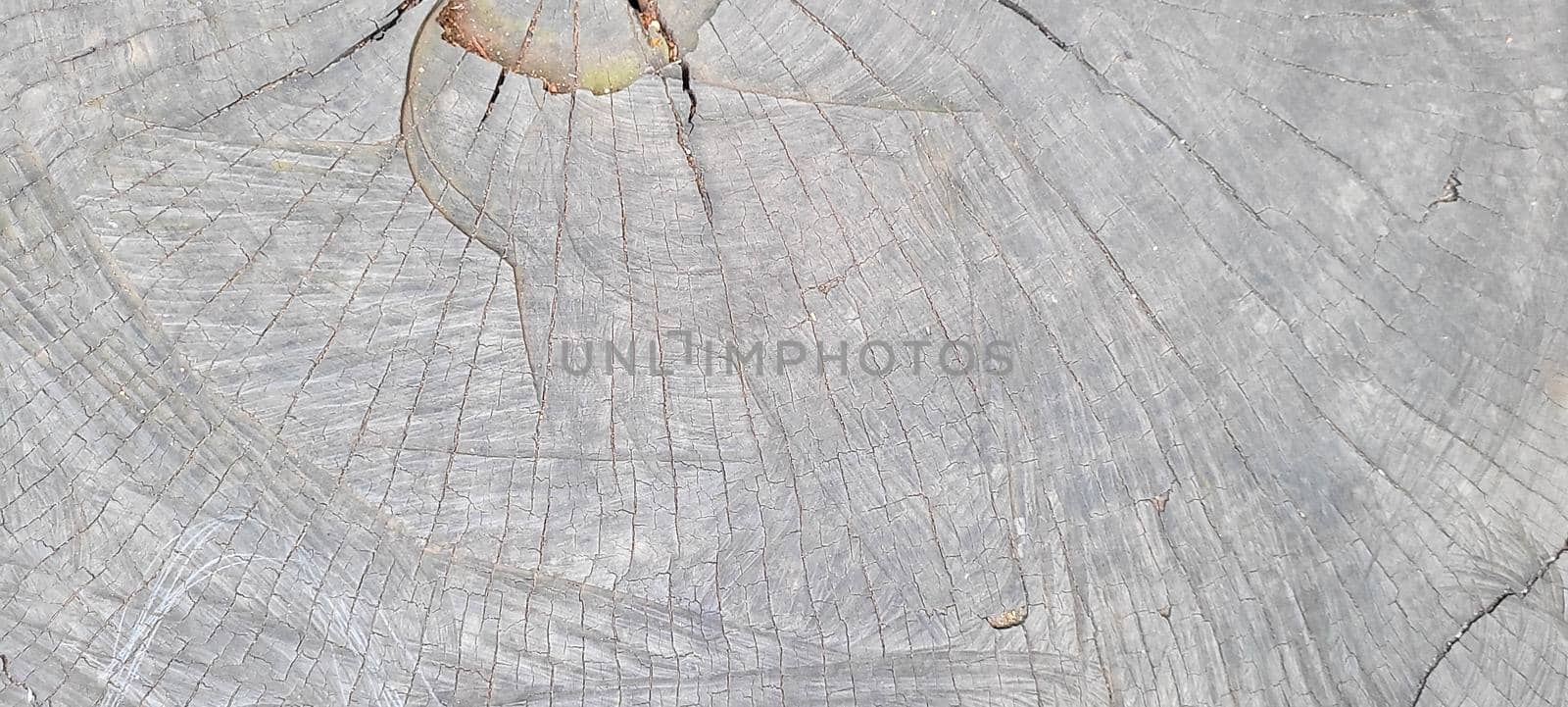 tree trunk with dark texture and abstract lines, from cut wood