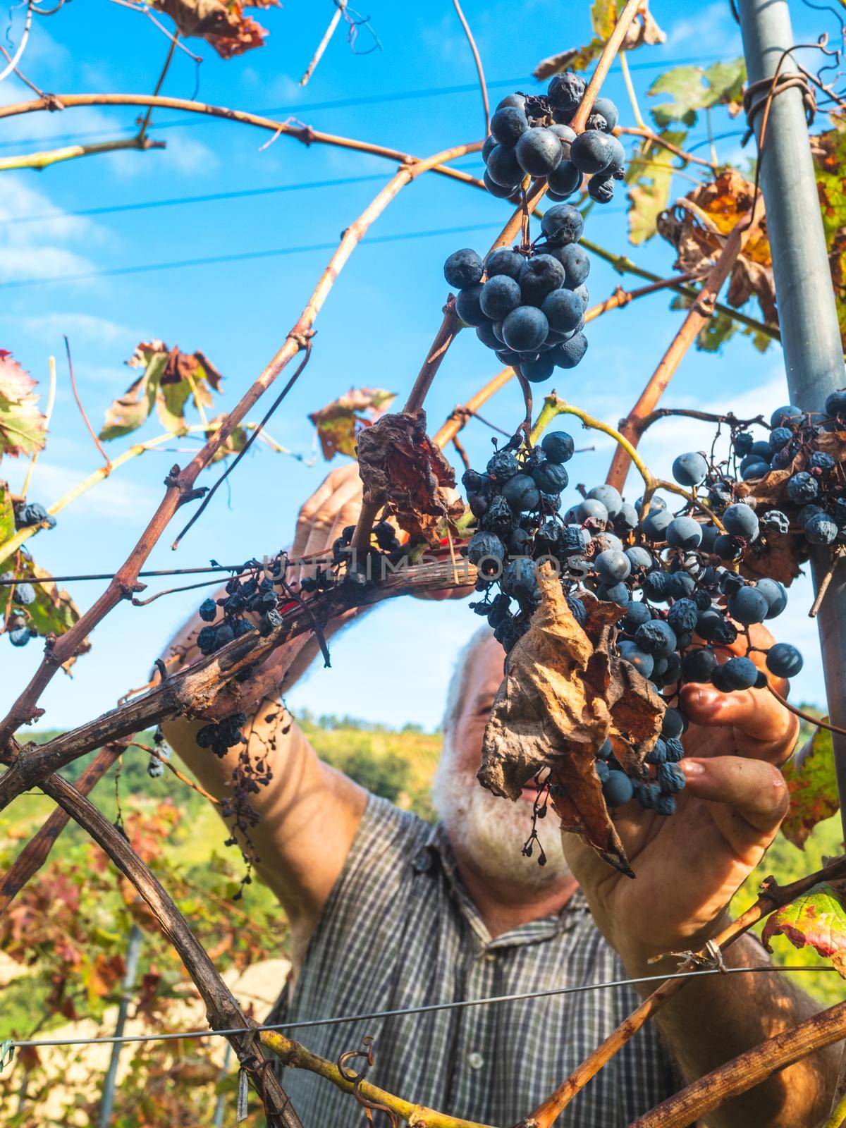old bearded man harvesiting for wine production