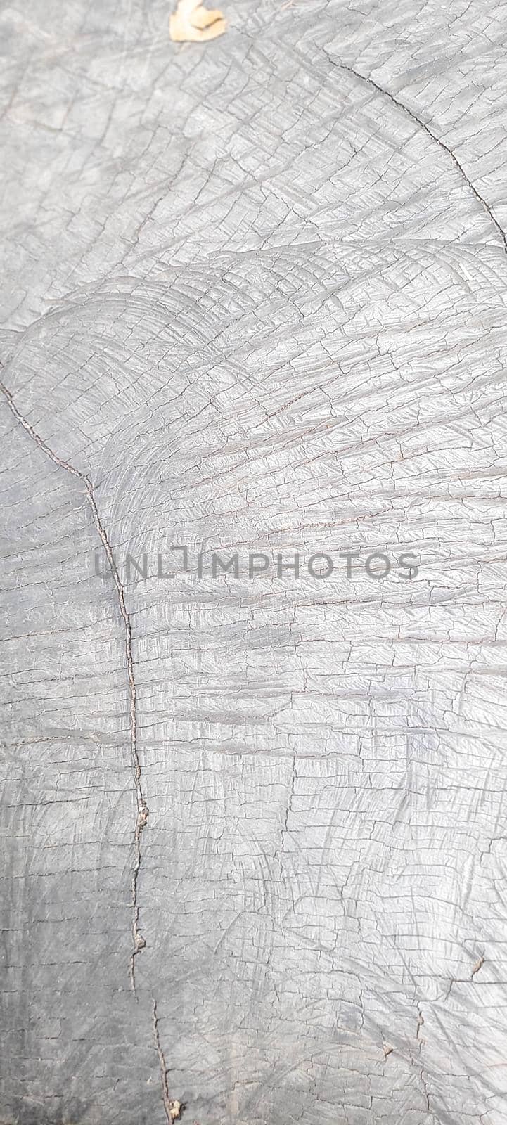 tree trunk with dark texture and abstract lines, from cut wood